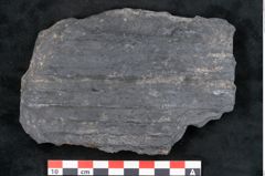 Foto (Detailansicht) von Syringodendron cyclostigma Brongniart (NHMW-GEO-2024-0188-11108)